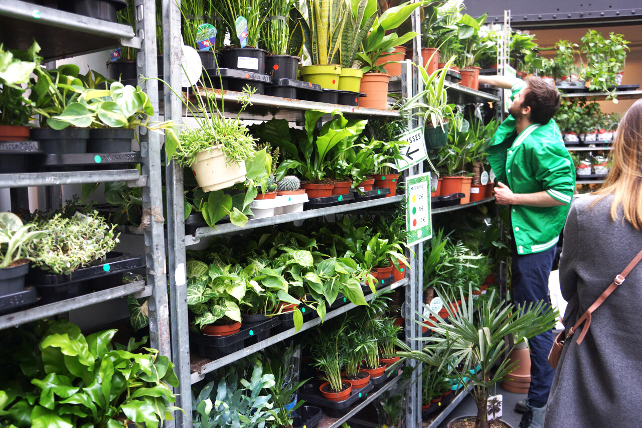 Plantes pour Tous : la révolution verte à petit prix débarque à Paris