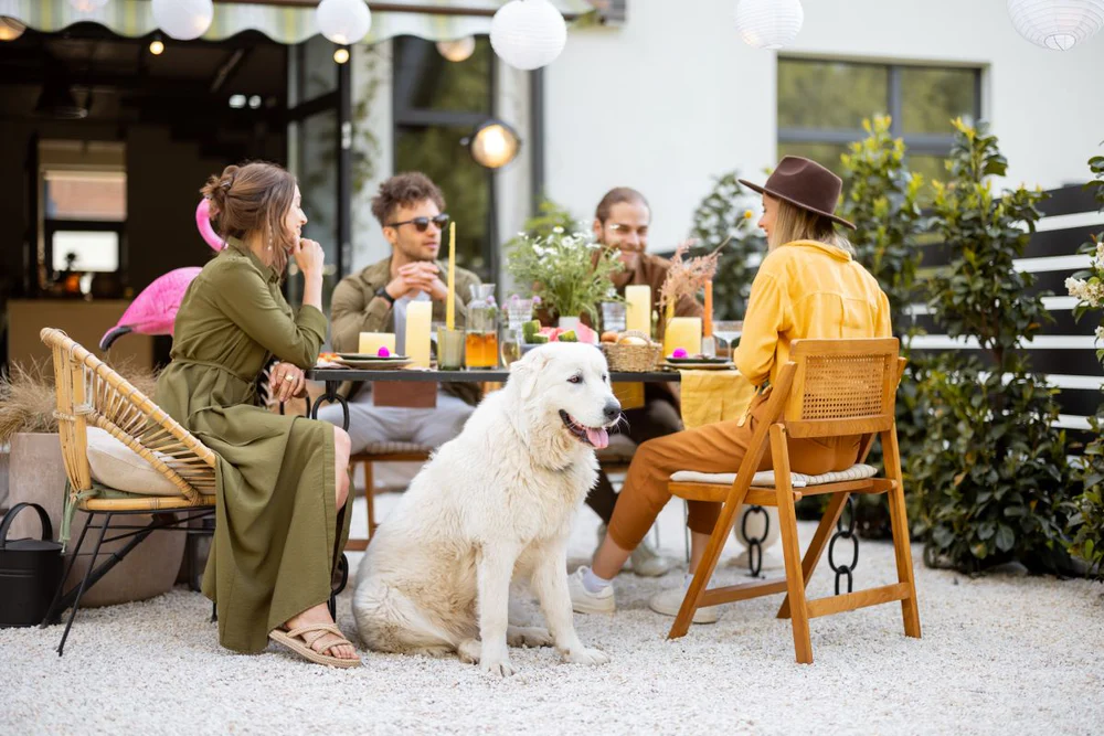Brunch pour chiens et humains : entre croquettes de luxe et tendances canines à Paris